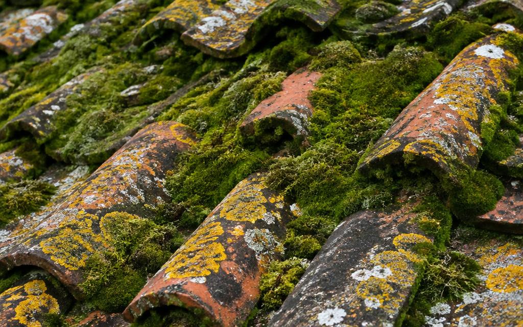 Tuiles anciennes envahies de mousse et de lichens